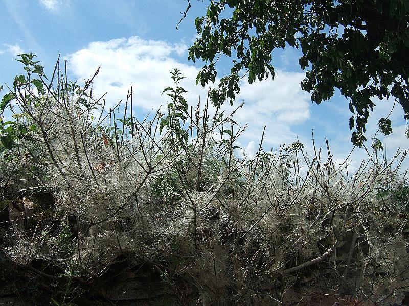 2010-05- (127).JPG - Die Seidenraupen sind äußerst aktiv